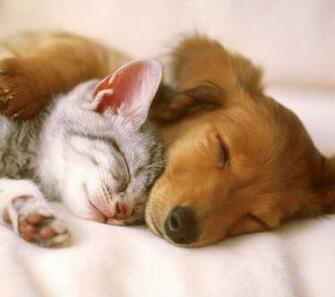 Wildcats I Love Cats Cute Cat Kitten Pictures