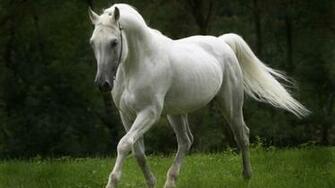 Black Green White Horse Animals Horses HD Desktop Wallpaper