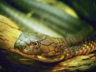 Wallpaper S A Deadly Snake Picture