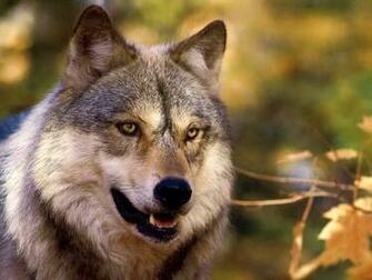 Wolf Screensaver Screensavers