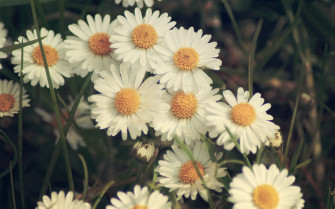 Desktop Daisy HD Wallpaper