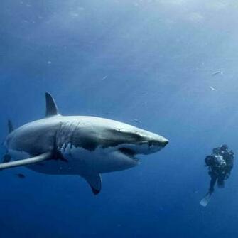 Sharks Live Wallpaper Android Apps On Google Play