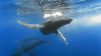 Humpback Whale Widescreen Wallpaper