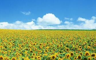 Sunflower Field Wallpaper