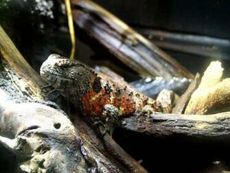 Chinese Crocodile Lizard Wallpaper Background