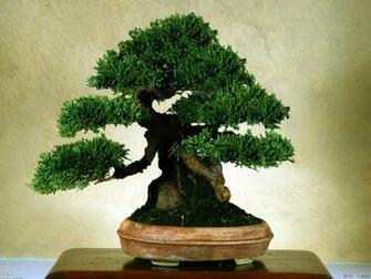 Bonsai Wallpaper