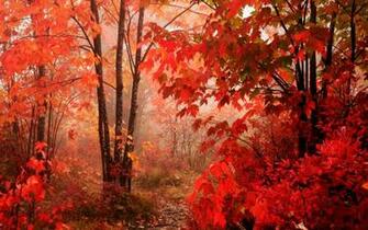 Wallpaper S Red Leaves Beautiful Fall Landscapes HD