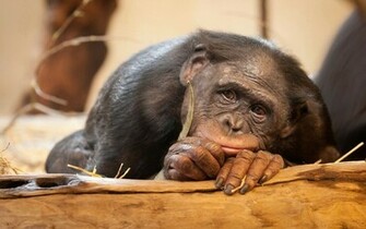 Monkeys Monkey Animals Wallpaper Cartoon Pictures