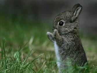 Baby Bunny Wallpaper