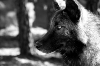 Mcdonald This Black Wolf Is An Alaskan Tundra The Alpha Male Of A