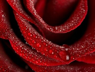 Wallpaper Pretty HD Background Desktop
