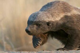 Honey Badger Face