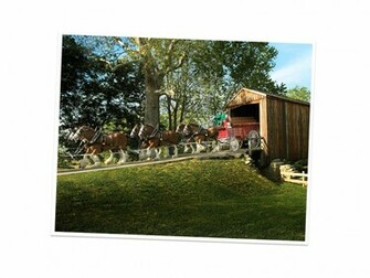 Budweiser Clydesdales Carriage Standard Image Brands Ads
