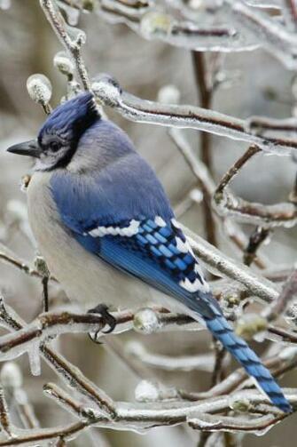 Blue Jay Bird Wallpaper In HD And Many Other Resolutions