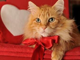 Cute Kitty On Valentine Day Wallpaper