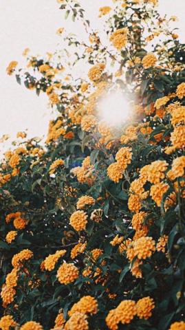 Gorgeous Floral iPhone Xs Wallpaper Preppy