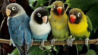 Lovebirds HD Wallpaper Desktop Image