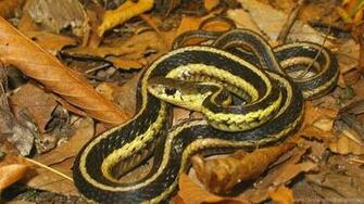 Reptiles Eastern Garter Snake Common HD Wallpaper For