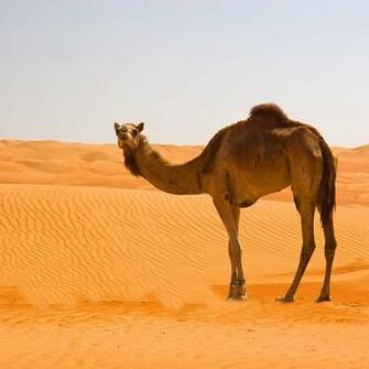 Camel Animal Photo Wallpaper