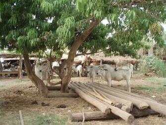 Normal Village Scene Photo