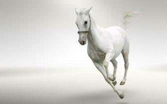 Beautiful White Horse Running Wide HD New Wallpaper
