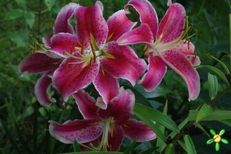 Clay Mermaid Sugarpaste Stargazer Lily