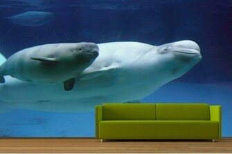 Beluga Whales Wallpaper