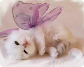 Adorable Kitten Dressed Wallpaper For