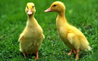 Duck Wallpaper Desktop Background