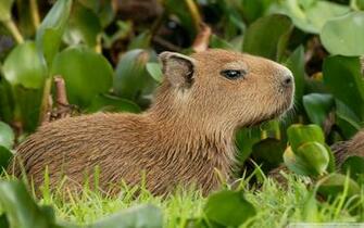 Capybara Venezuela 4k HD Desktop Wallpaper For Ultra Tv