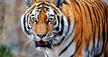 Colorful Tiger 4k Ultra HD Wallpaper Animals