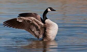 Canada Goose Photos Wallpaper The Fun Bank