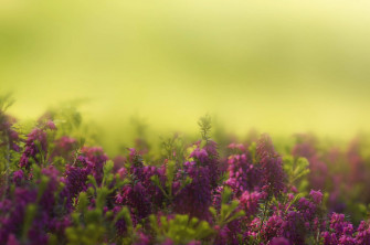 Top Hyacinth Wallpaper Full HD 4k To Use