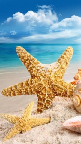 Sea Shells Wallpaper For Your iPhone In Cool