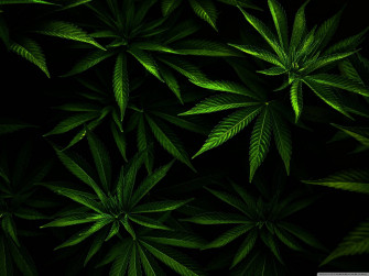 Thin Cannabis Leaves Wallpaper