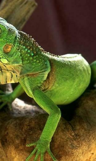 Lizard Fonds D Cran Applications Android Sur Google Play