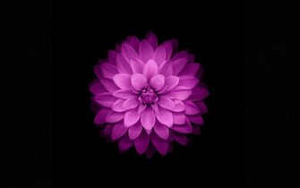 Flower Purple Black Background Petals Wallpaper Flowers