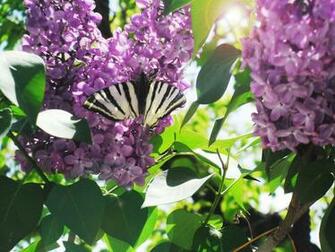 Wallpaper Lilac Spring Butterfly Macro Light Flowers