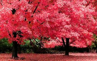 Beautiful Trees With Pink Leaves Nature HD Wallpaper