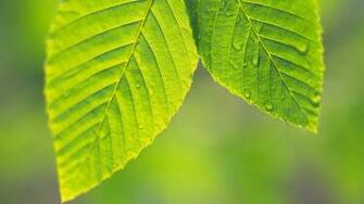 Green Leaf HD Wallpaper
