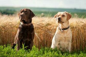 Pics For Gt Labrador Golden Wallpaper