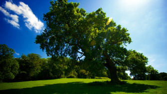 HD Tree Wallpaper