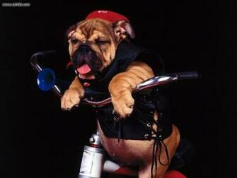 Animals Bad To The Bone Picture Nr