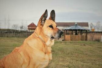 HD Wallpaper Dog Dogs Ridgeback Shepard Breed Mixed