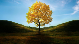 Tree Wallpaper