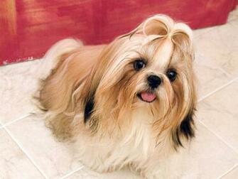 Animals News Shih Tzu Dogs Wallpaper