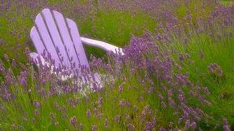 World Lavender Wallpaper Washington
