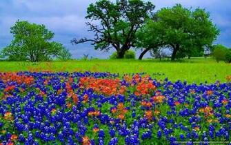Bluebonnet Desktop Wallpaper HD