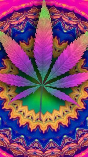 Free download Displaying 15 Images For Trippy Pot Leaves [1440x1080 ...