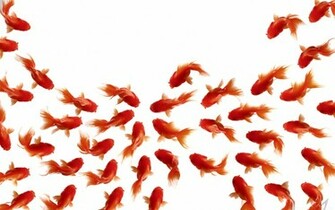 Goldfish Phone Pictures Animal Desktop Background Wallpaper